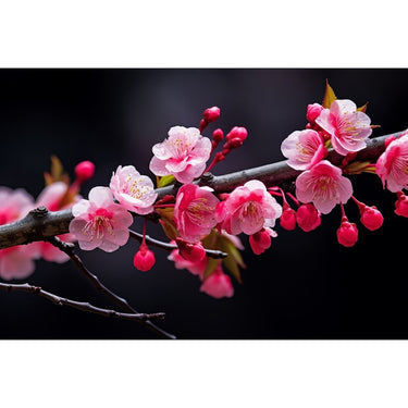 Japanese Cherry Blossom Branch Canvas